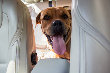 Smiling big red dog driving in back end of a car with head between front seats. Pet transportation
