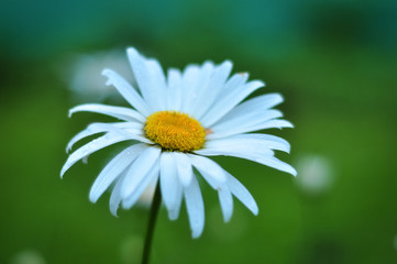 Obraz premium Macro photo of chamomile on green background