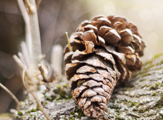 Primer plano de una piña caída sobre el tronco de un árbol sobre fondo desenfocado.