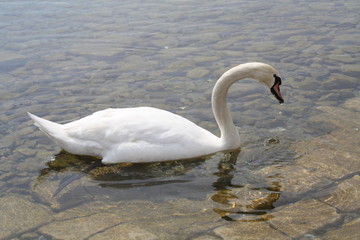 Fototapeta premium swan