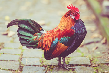 Beautiful cock. colorful rooster.
