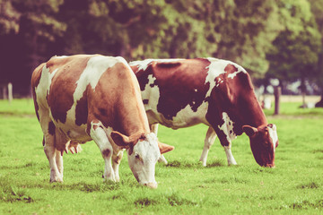 Fototapeta na wymiar Herd of cows at summer green field. Vintage style