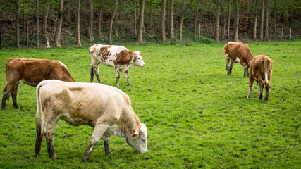 Dirty cow. Cows grazing on a green field
