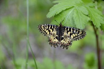 Horizontal photo of macro colorful butterfly