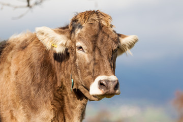 Portrait cow.  Cow Farm. Close Up Of Cows Head Grazing At Field