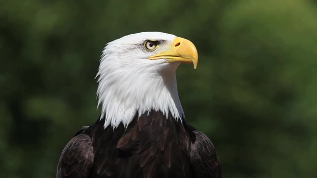 Bald Eagle, haliaeetus leucocephalus, Portrait of Adult Calling, looking around, Real Time