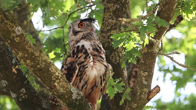 European Eagle Owl, asio otus, Adult standing on Tree, Looking around, Normandy in France, Real Time