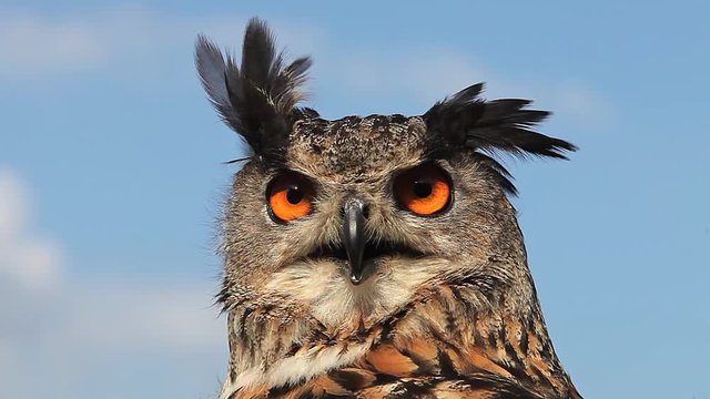 European Eagle Owl, asio otus, Portrait of Adult Looking around, Real Time