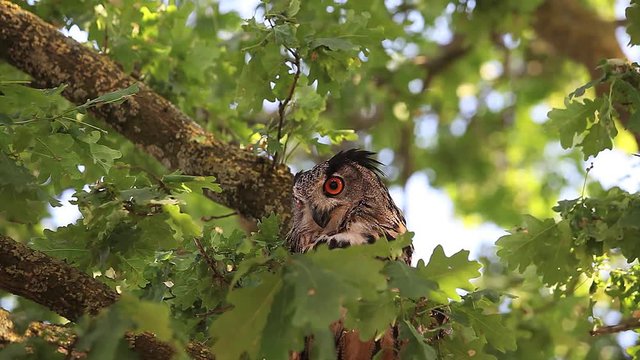 European Eagle Owl, asio otus, Adult standing on Tree, Normandy in France, Real Time