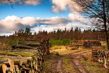 Stacked wood in forest