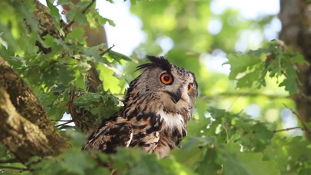 European Eagle Owl, asio otus, Adult standing on Tree, Looking around, Normandy in France, Real Time