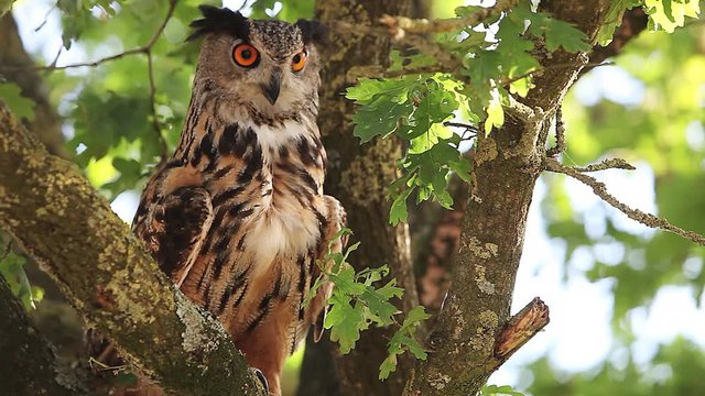 European Eagle Owl, asio otus, Adult standing on Tree, Looking around, Normandy in France, Real Time