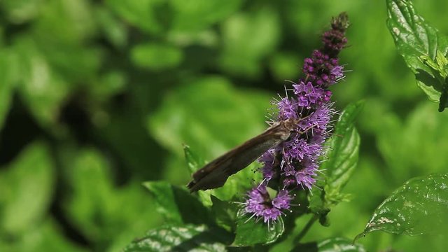 Gatekeeper Butterfly, pyronia tithonus, Adult Feeding on Buddleja or Summer Lilac, Normandy in France, Real Time