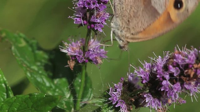 Gatekeeper Butterfly, pyronia tithonus, Adult Feeding on Buddleja or Summer Lilac, Normandy in France, Real Time