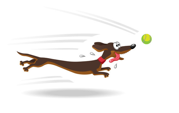 Dachshund Dog Running For Tennis Ball. 