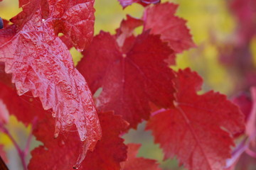 Herbstfärbung im Weinberg - bunte Weinblätter