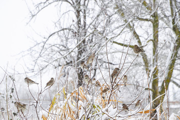 Sparrow on branches of bushes. Winter weekdays for sparrows. Common sparrow on the branches of currants