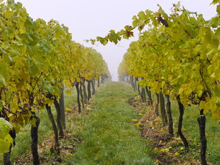 Weinberg in Franken - Rebst&ouml;cke in Reihen