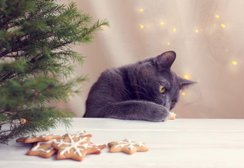 New Year cookie thief/ furry cat paw raking delicacy with festive table directly under the Christmas tree