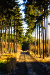 Autumn forest road