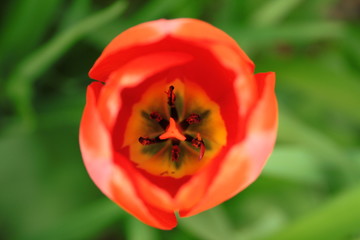 Fototapeta premium Flower tulip