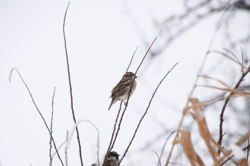 Sparrow on branches of bushes. Winter weekdays for sparrows. Common sparrow on the branches of currants