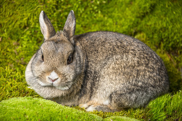 little rabbit on green moss
