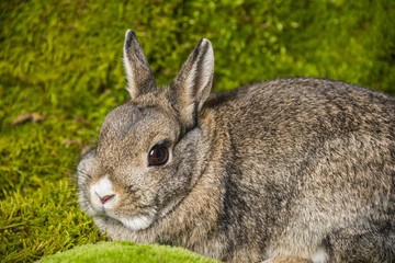 little rabbit on green moss