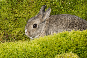 little rabbit on green moss