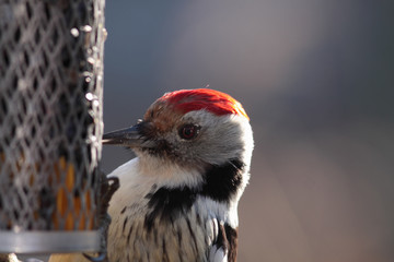 Portrait of a woodpecker with the red cap, который  работает...