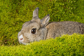 little rabbit on green moss