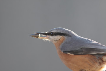 Portrait of a nuthatch, which is holding a seed in its beak
