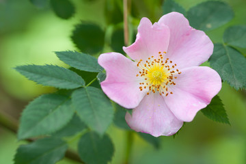 Wild pink rose flower