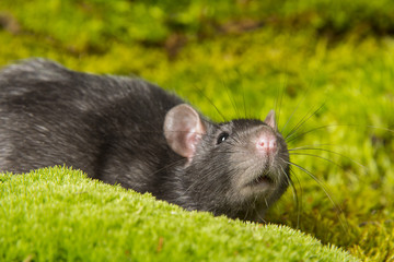 Rattus norvegicus - pet rat
