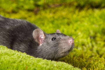 Rattus norvegicus - pet rat