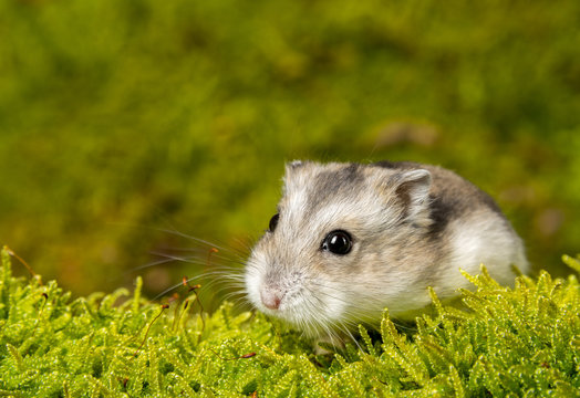 Little Pet Hamster - Phodopus Sungorus