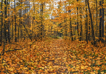 Walk in autumn Park.