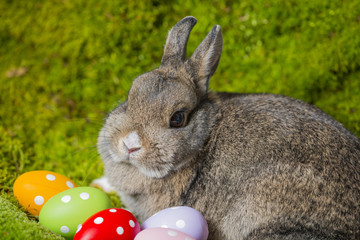 easter rabbit and easter eggs