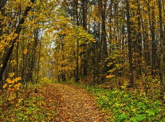 A walk in the autumn Park running.