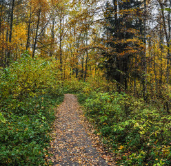 Naklejka premium A walk in the autumn Park