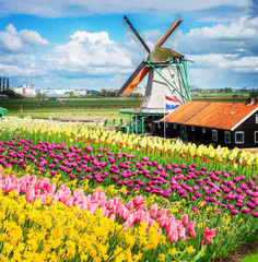 traditional Dutch windmill and fresh tulips rows, Netherlands, toned