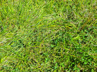 Background of the green grass. Natural texture