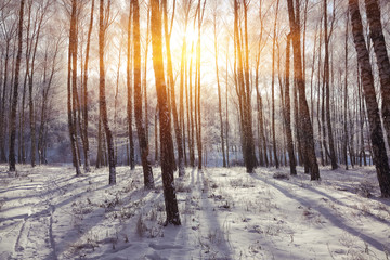 Beautiful winter sunset with trees in the snow