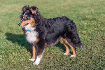 Shetland Sheepdog