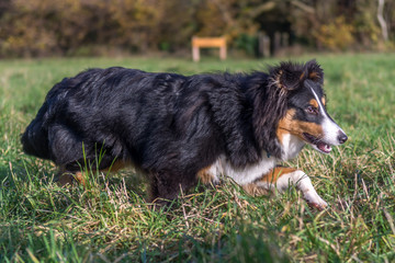 Shetland Sheepdog Stalking