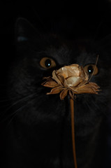 The cat's eyes on a dark background and a flower
