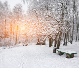 Park bench and trees covered by heavy snow