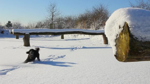Little Dog jumping in the snow