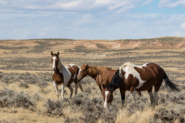 Fototapeta na wymiar Wild Horses from the McCullough Peaks Herd in Wyoming