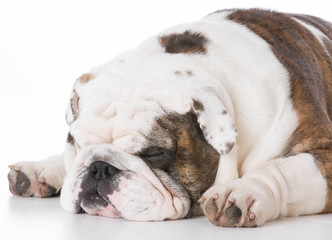 male english bulldog